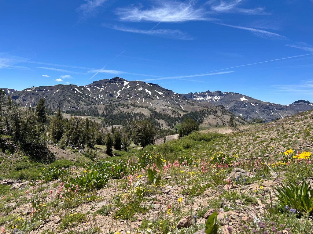 A scenic view of a mountainous landscape with patches of snow on peaks under a clear blue sky. In the foreground, colorful wildflowers bloom on rocky soil, surrounded by greenery and trees.