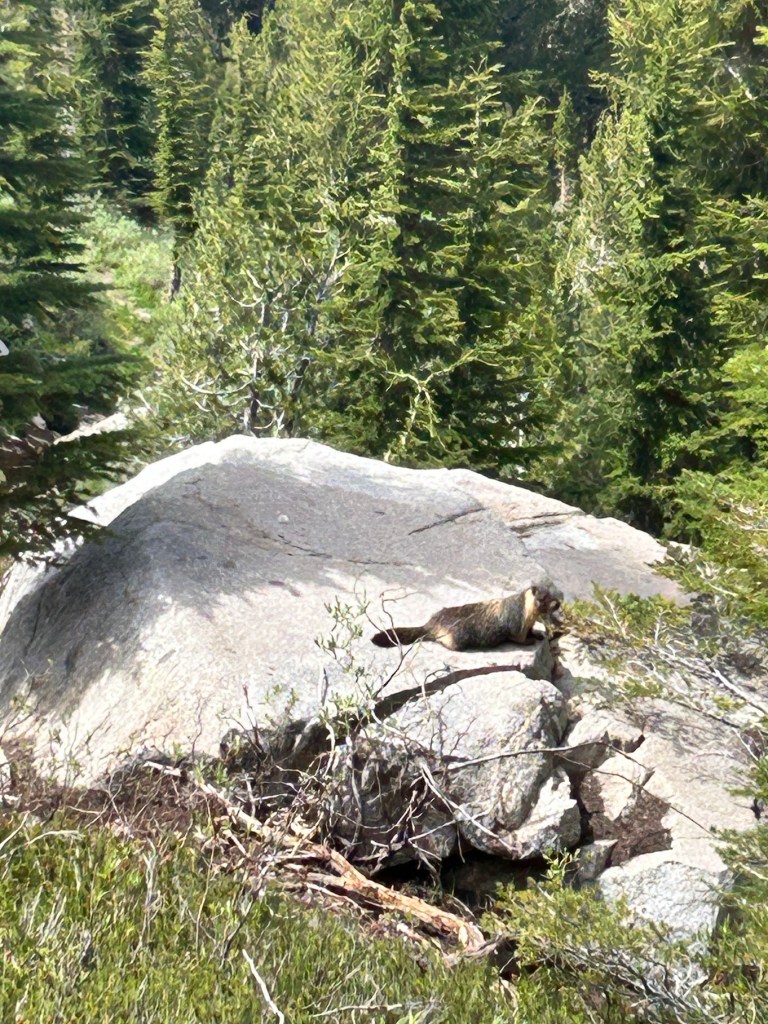 A small animal resting on a large rock, surrounded by lush green trees and shrubs in a natural setting.